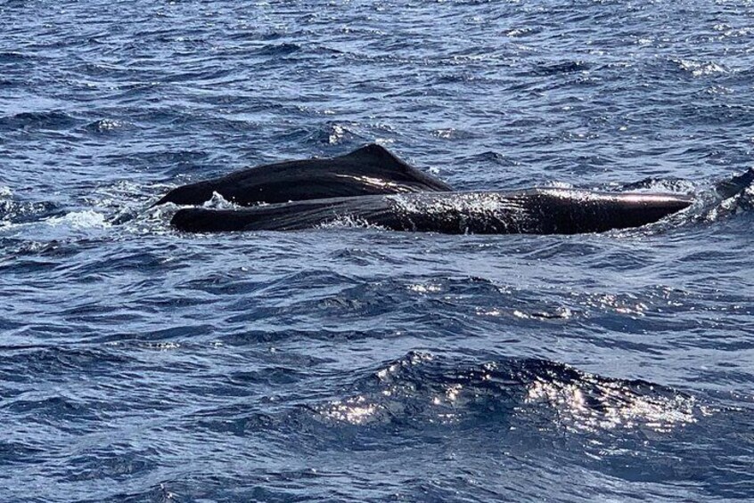 Our sperm whales