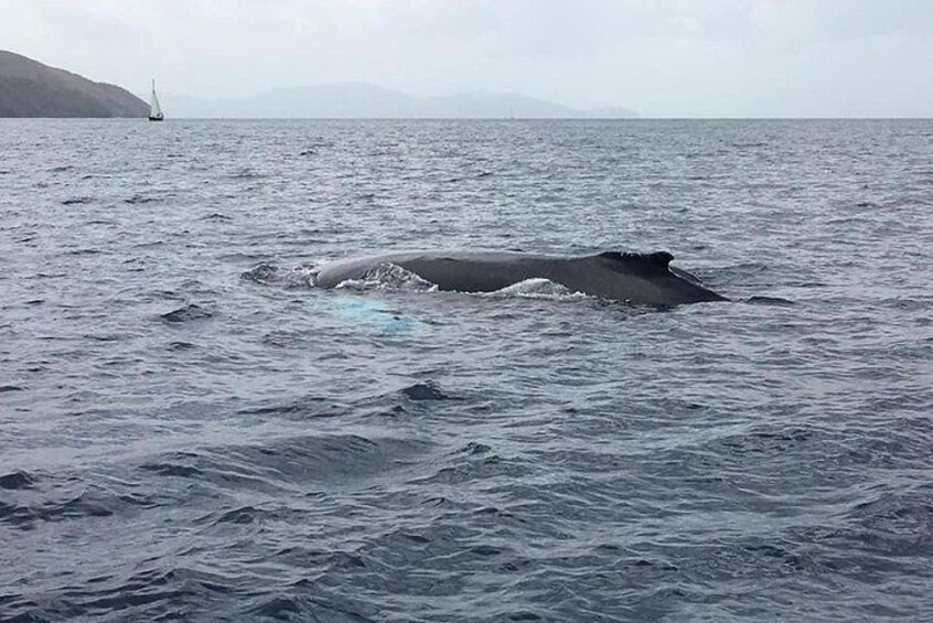 Humpback whale