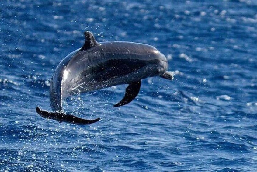 Discovery of dolphins on the Caribbean coast