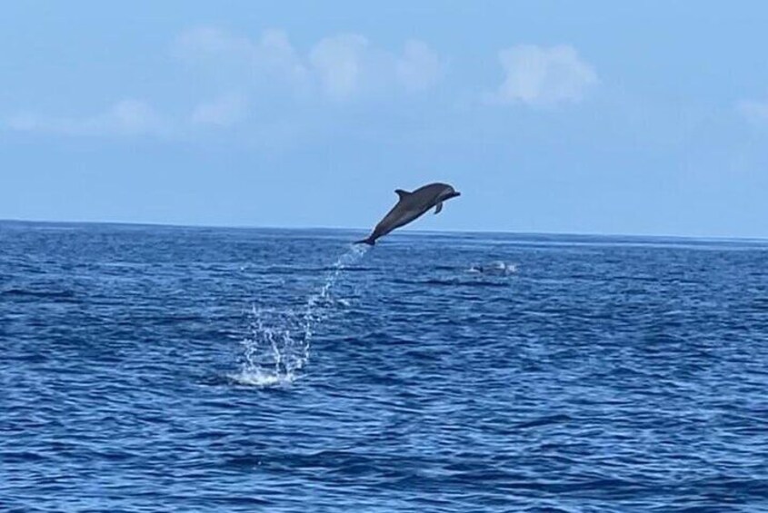 Discovery of dolphins on the Caribbean coast