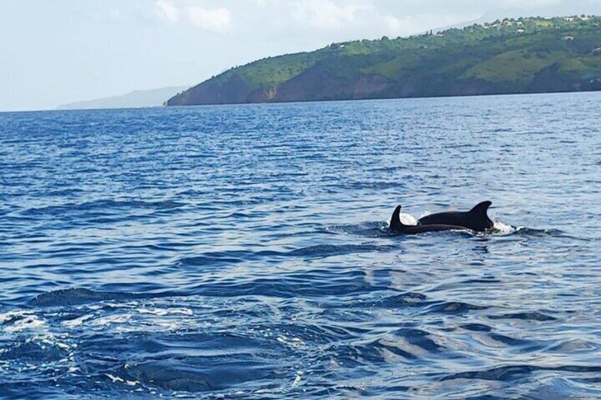 Discovery of dolphins on the Caribbean coast