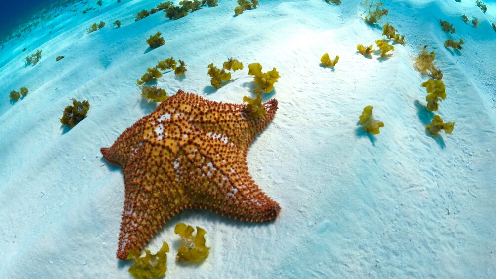 Cozumel Starfish and Tropical Reef Snorkeling by Powerboat with Lunch