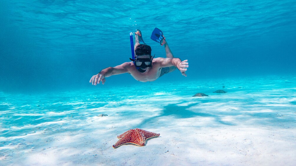 Cozumel Starfish and Tropical Reef Snorkeling by Powerboat with Lunch