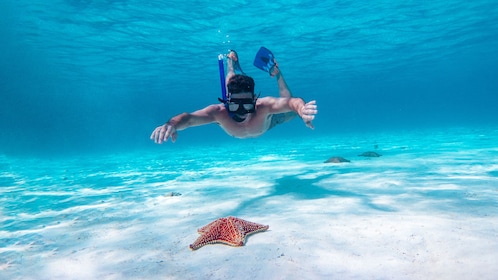 Bintang Laut Cozumel dan Snorkeling Terumbu Karang Tropis dengan Perahu Lis...