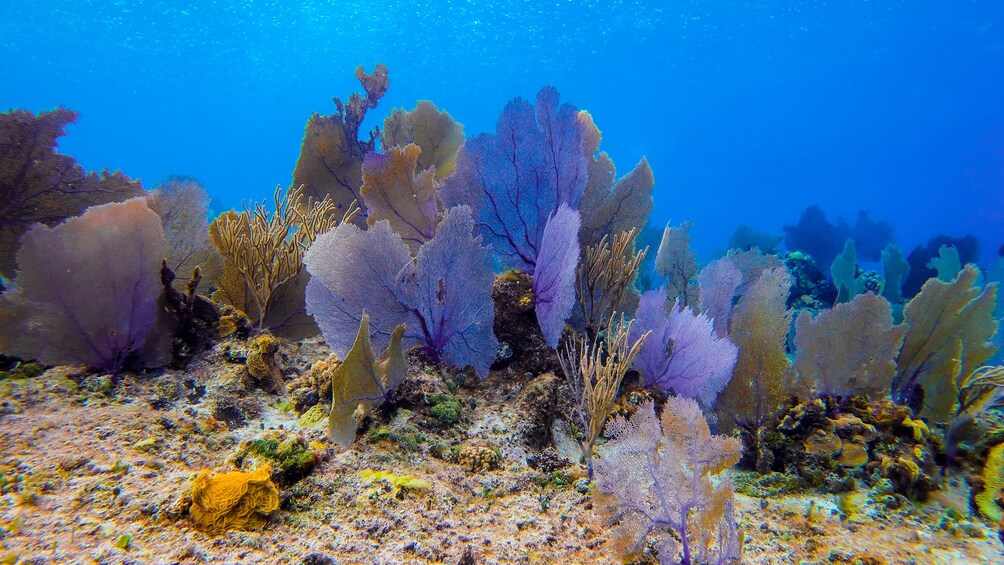 Cozumel Starfish and Tropical Reef Snorkeling by Powerboat with Lunch