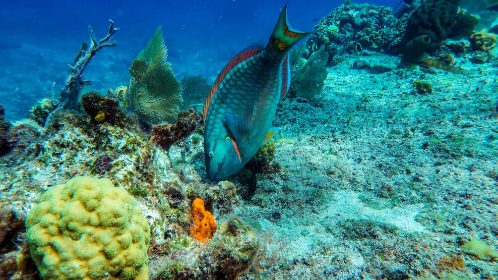 Cozumel Starfish and Tropical Reef Snorkeling by Powerboat with Lunch