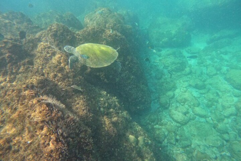 Ras al-Khaimah: Private Snorkeling with turtles with BBQ food