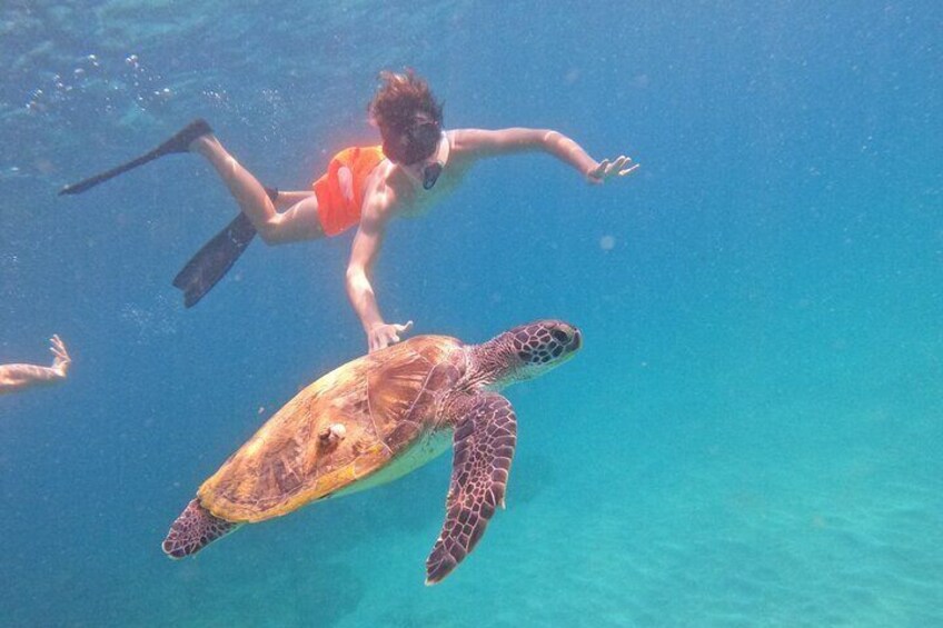 Ras al-Khaimah: Private Snorkeling with turtles with BBQ food