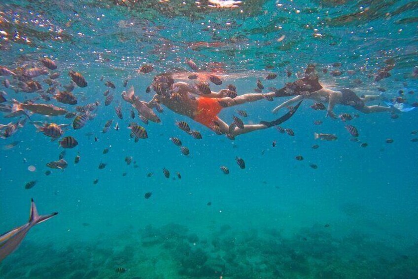 Ras al-Khaimah: Private Snorkeling with turtles with BBQ food