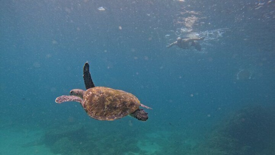 Ras al-Khaimah: Private Snorkeling with turtles with BBQ food