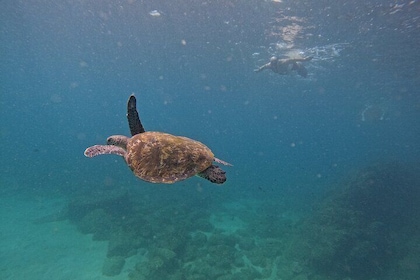 Private Snorkelling with turtles with BBQ food