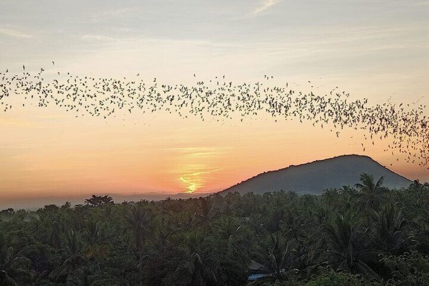 Watching millions of bats flying out of the Secret Bat Cave