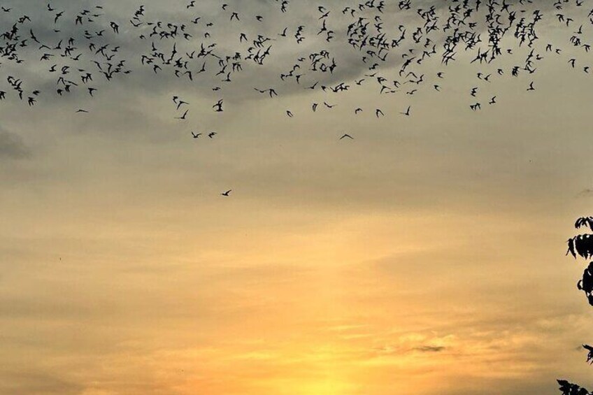 Bats and a wonderful sunset