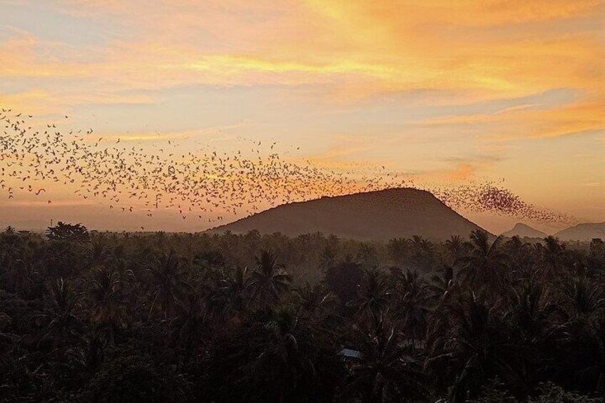 More bats...