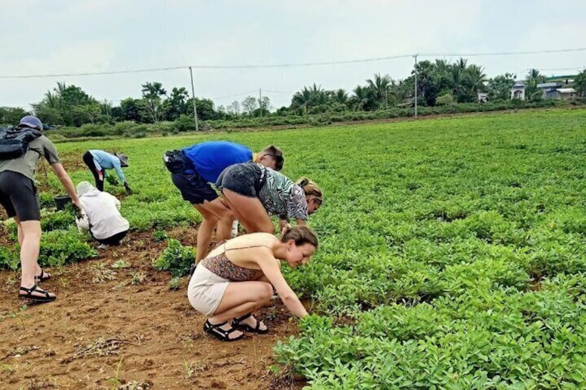 Helping farmers in the fields