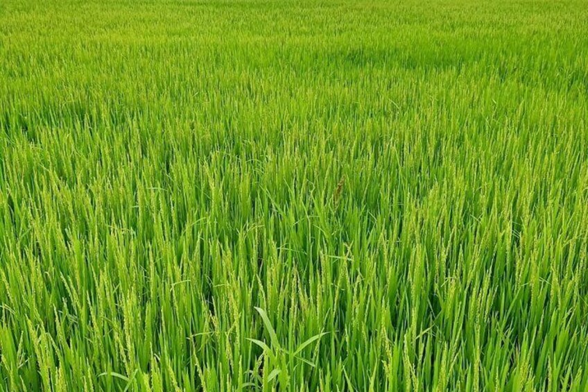 Bright green rice fields