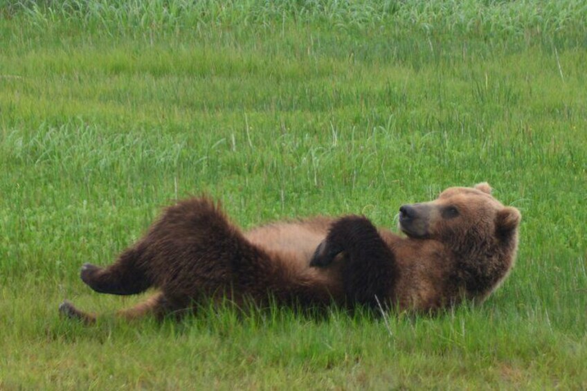 Late Summer Bear Viewing in Katmai National Park