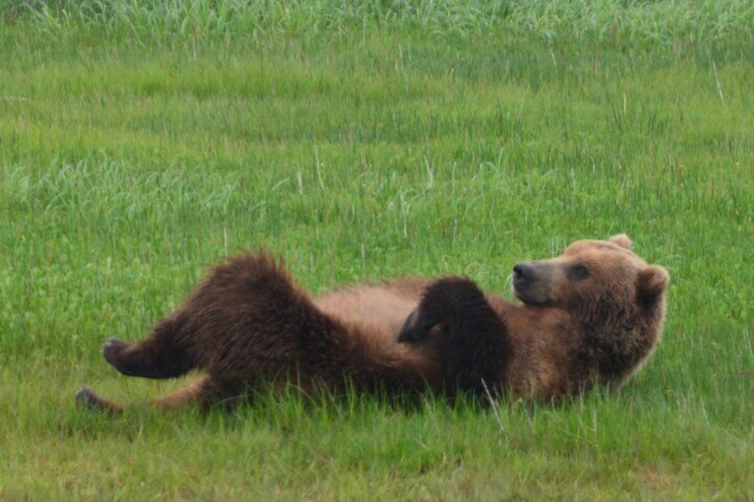 Late Summer Bear Viewing in Katmai National Park