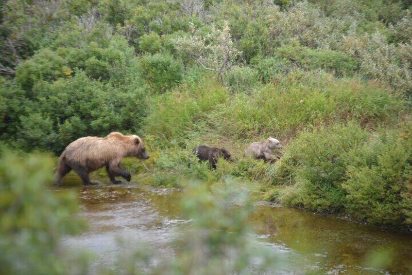 Late Summer Bear Viewing in Katmai National Park