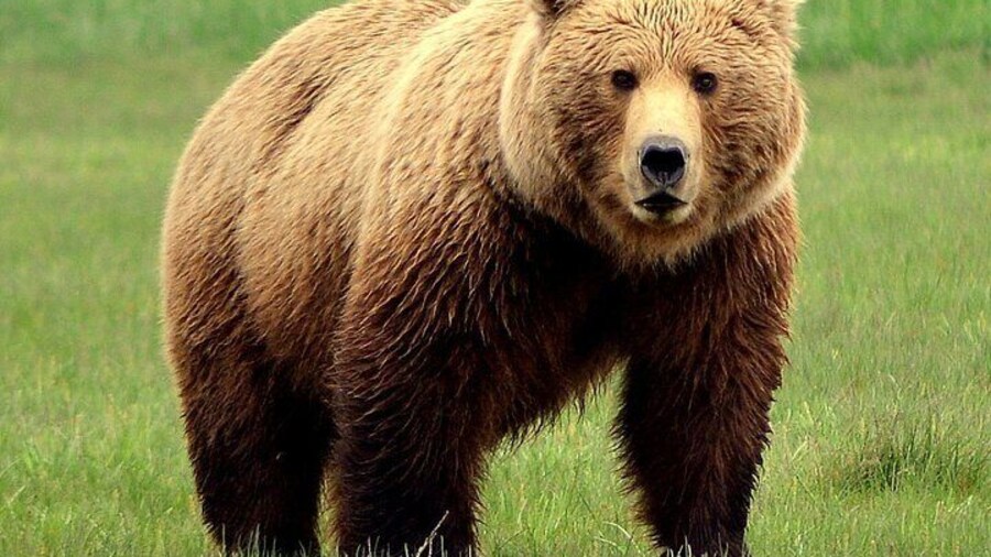 Late Summer Bear Viewing in Katmai National Park