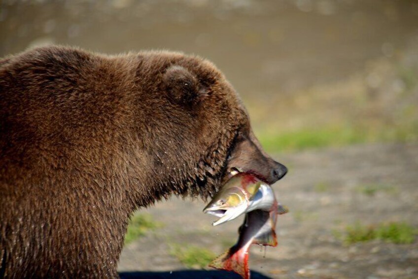 Late Summer Bear Viewing in Katmai National Park