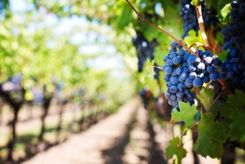 Private Walking Tour in Baden Neuweirs Vineyard 