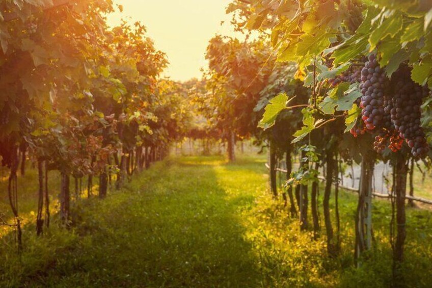 Private Walking Tour in Baden Neuweirs Vineyard
