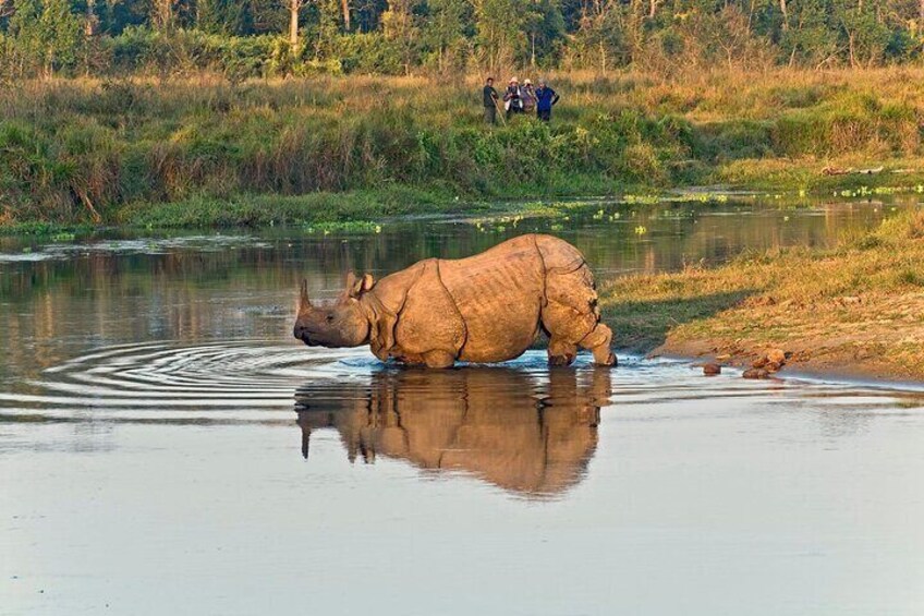 1 horn Rhino in Chitwan