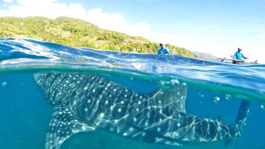 Whale Shark, Canyoneering, Sardines Run and Turtles with Transpo