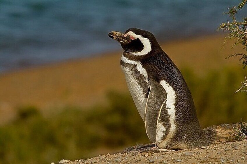 Full-Day Tour to Punta Tombo Penguin Colony 