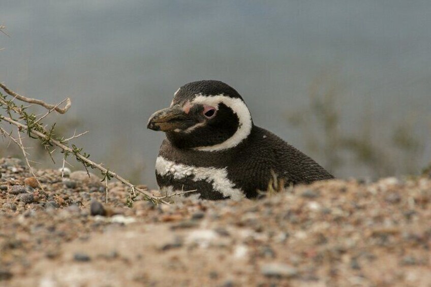 Full-Day Tour to Punta Tombo Penguin Colony 