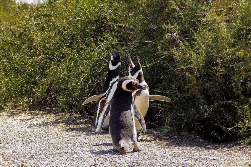 Full-Day Tour to Punta Tombo Penguin Colony 