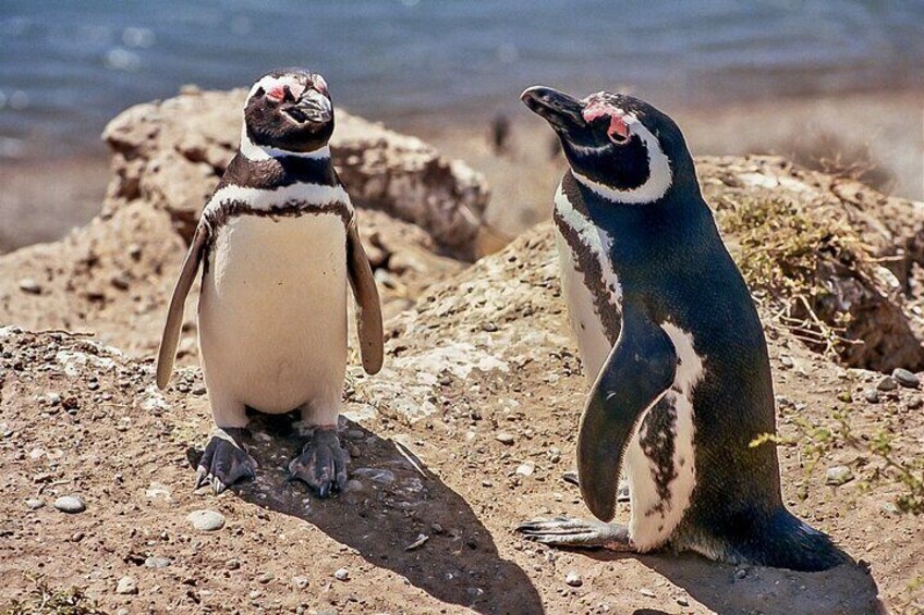 Full-Day Tour to Punta Tombo Penguin Colony 