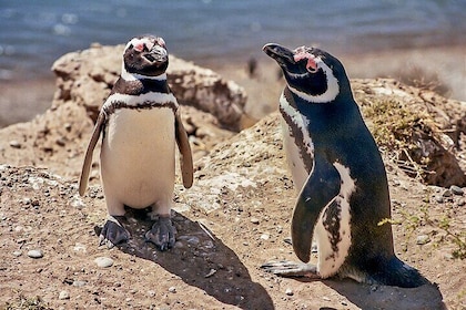 Full-Day Tour to Punta Tombo Penguin Colony