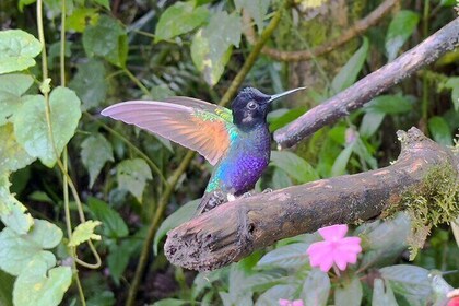 Mindo Cloud Forest and Birding Tour
