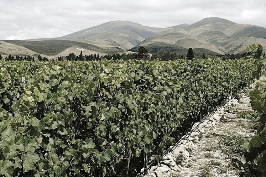 Valli Wine Tasting Experience