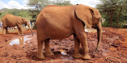 Panti Asuhan Gajah, Pusat Jerapah Dan Taman Nasional Nairobi