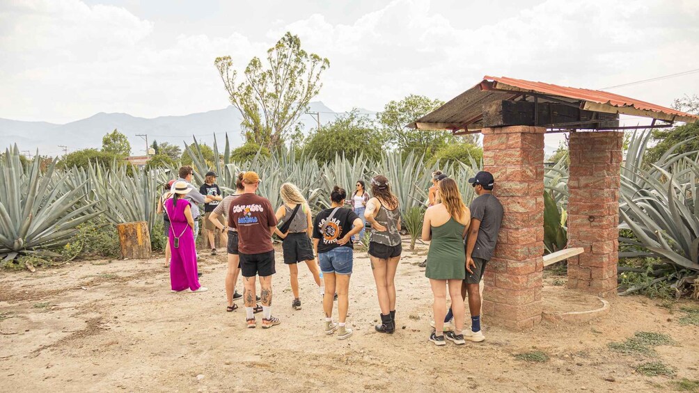 Picture 12 for Activity From Oaxaca de Juarez: Hierve el Agua and Mezcal Distillery