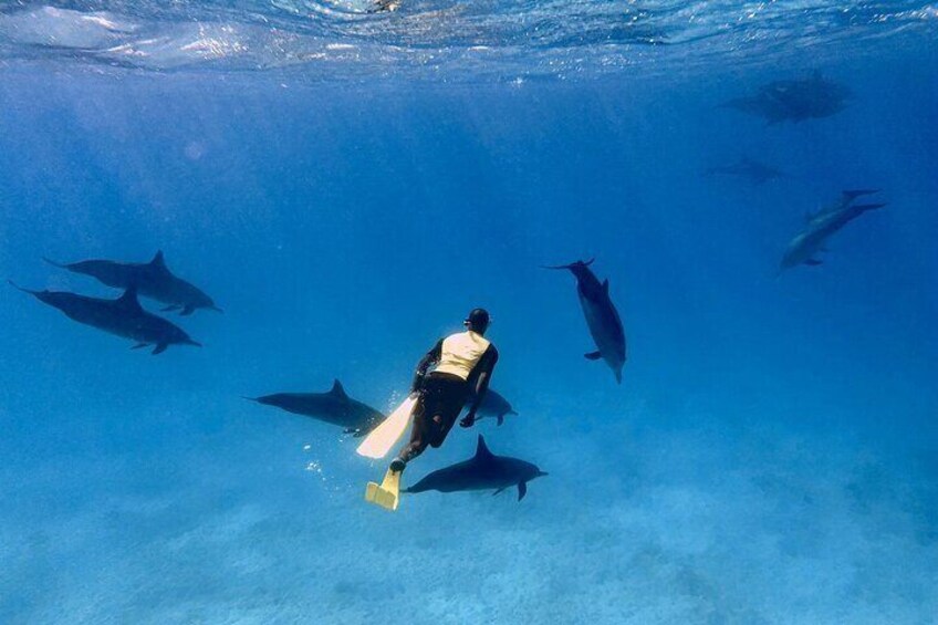 Dolphin House Snorkeling Trip in Sha'ab Samadai Reef