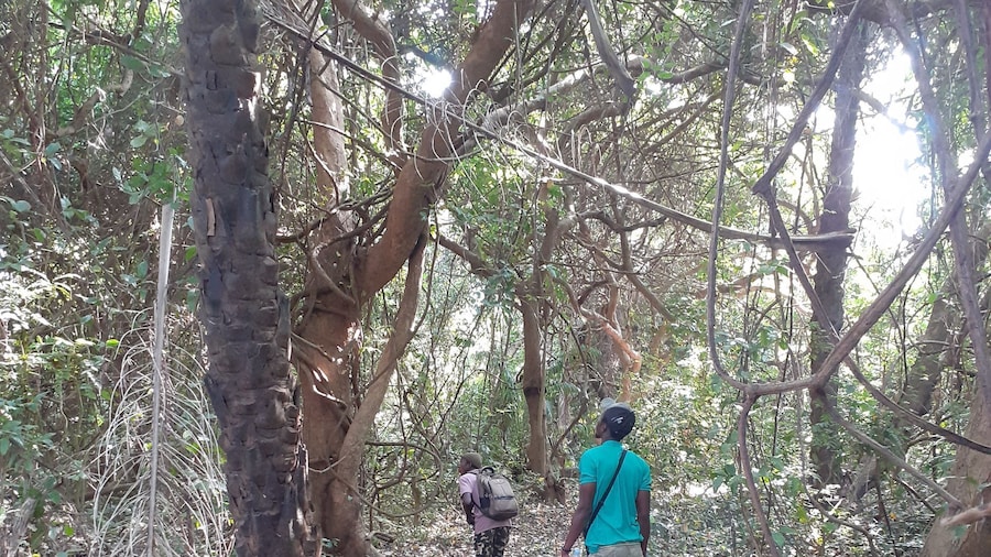 Half day birdwatching tour.