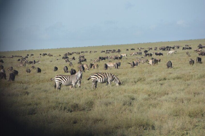 Zebras