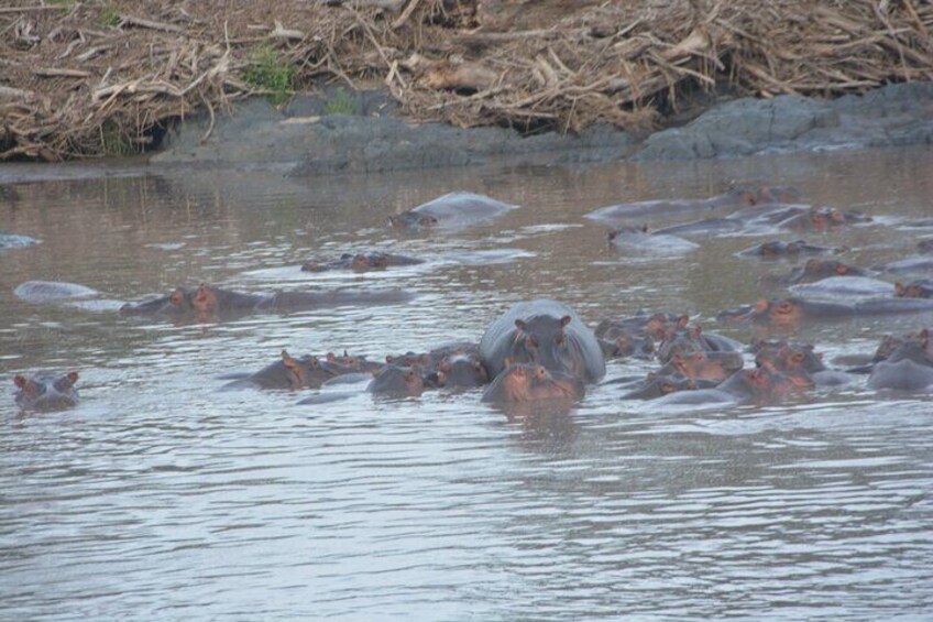 Hippos in the Pond