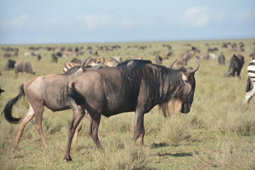 Gazelle