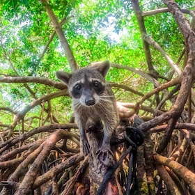 Depuis Carthagène : excursion d'une journée dans les mangroves de Baru et P...