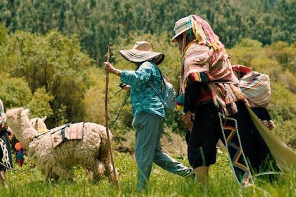 3-Hour Small-Group Hiking with Alpaca in Sacred Valley