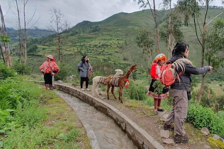 3-Hour Small-Group Hiking with Alpaca in Sacred Valley 