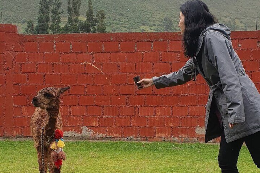 3-Hour Small-Group Hiking with Alpaca in Sacred Valley 
