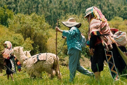 Alpaca Walk & Natural Dye Tour: A Memorable Full Day Experience