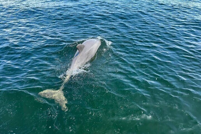 PCB Home to the bottle nose dolphins and they love TIKIS!