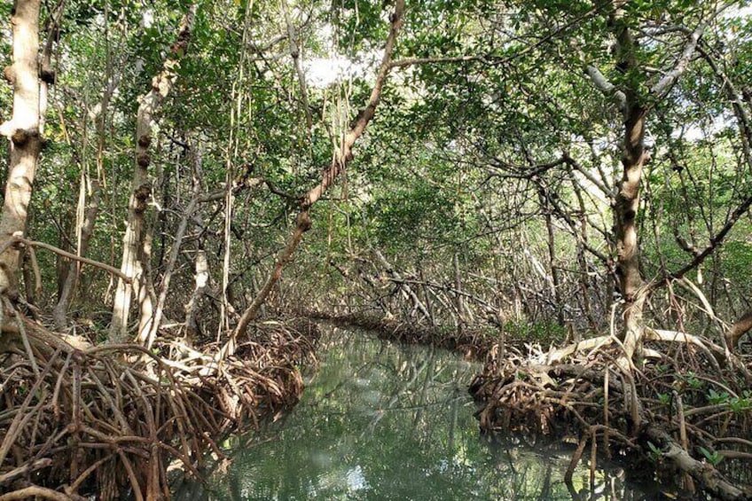 Kayak Tour at Shell Key with Capt Yak